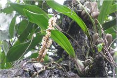 Pholidota pallida